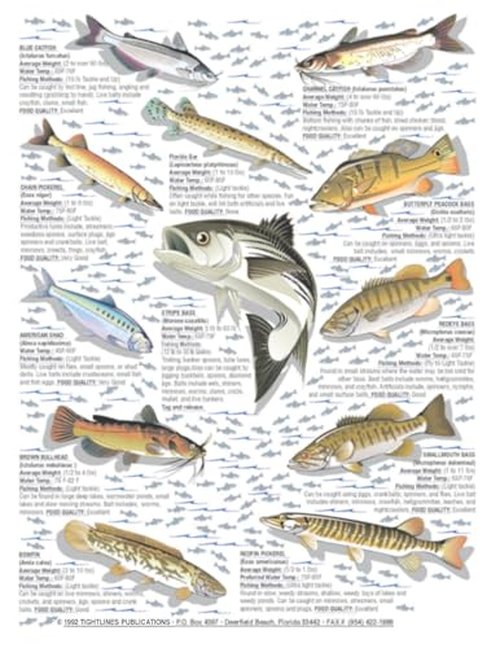 How to Catch'em Freshwater Fish Identification #3 - Waterproof Quick Reference Guide | Portable & Built to Last | Double-Sided & Easy to Read | (Weight, Water Temp, Fishing Methods, and Food Quality)