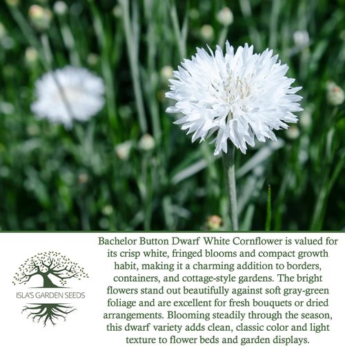 Isla's Garden Seeds Dwarf White Bachelor Button Seeds - 200+ Heirloom Non-GMO Seeds for Easy Cottage Gardens