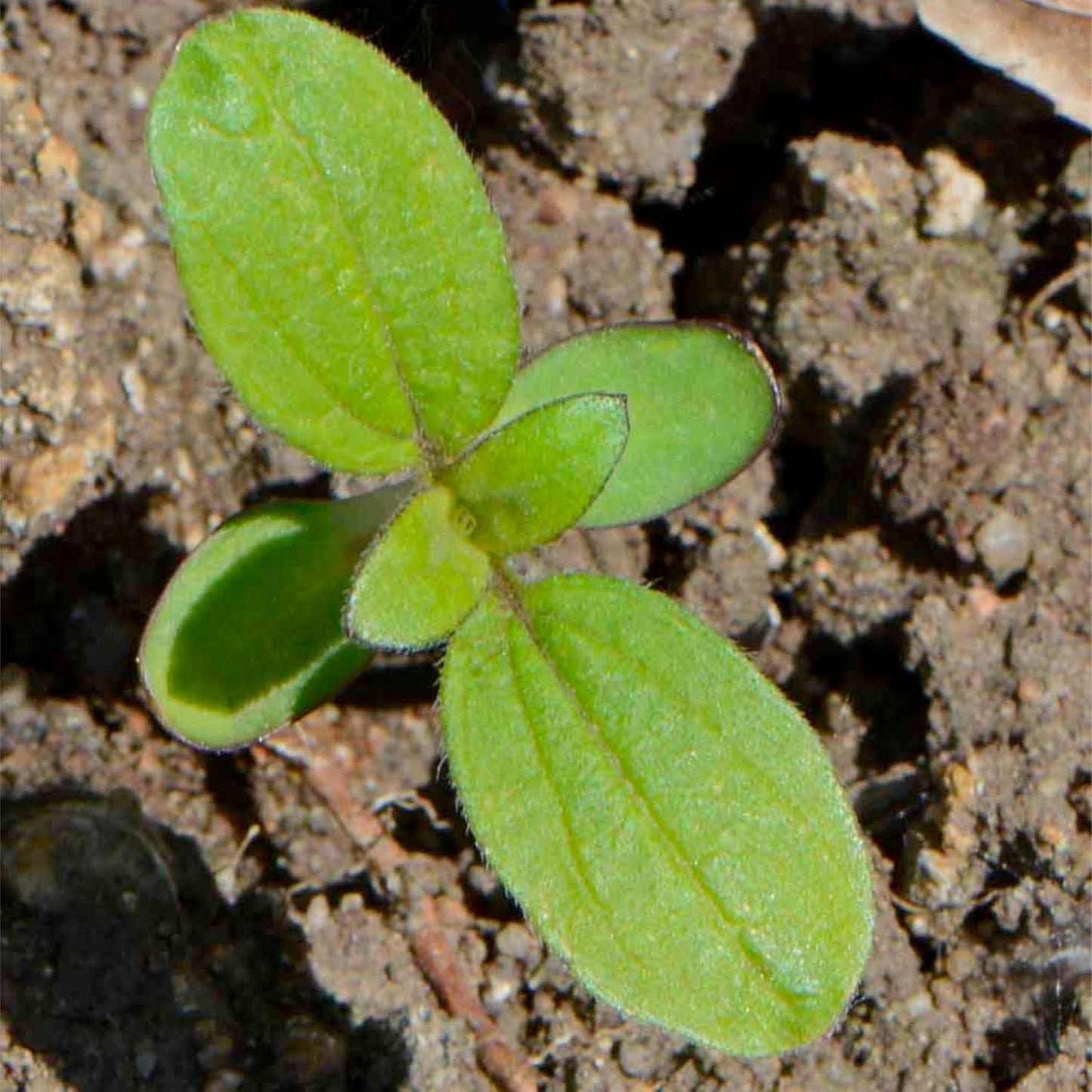 Seed Needs Sunflower Seeds - Crazy Blend Heirloom Varieties | 1 Ounce Resealable Bulk Package