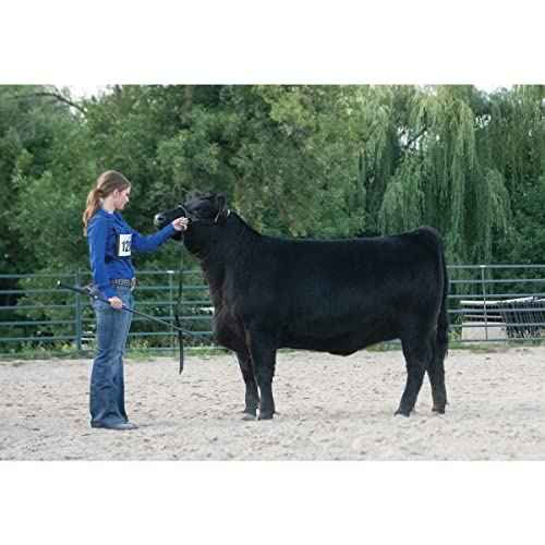 Weaver Leather Livestock Black Magic Show Halter , Medium