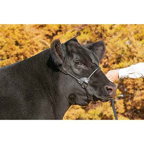 Weaver Leather Livestock Black Magic Show Halter , Medium