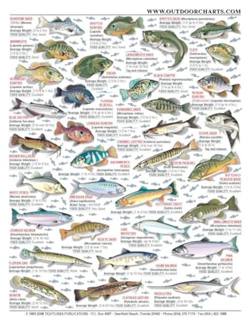 Freshwater Fish Identification Chart #8 (US, Canada, and Alaska) - Waterproof Quick Reference Guide | Portable & Built to Last | Double-Sided & Easy to Read | Includes Size and Food Quality