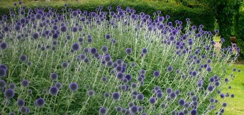 Echinops Ritro Blue Globe Thistle Seeds - 25+ Premium Southern Globethistle Flower Seeds for Garden