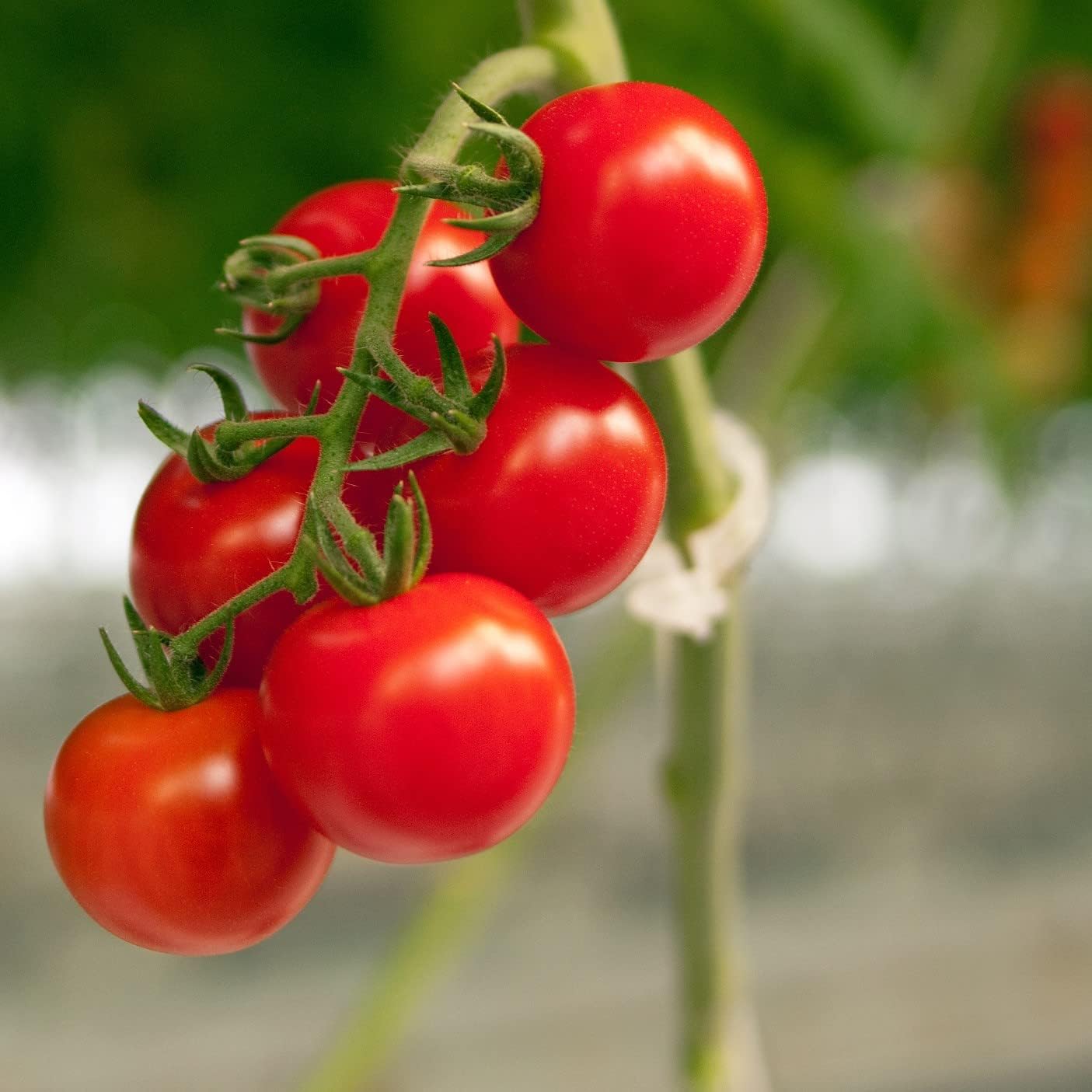 Piteno® Tomato Clips - 300 Pcs Plastic Trellis Support for Healthy Garden Growth | Ideal for Vegetables & Vines