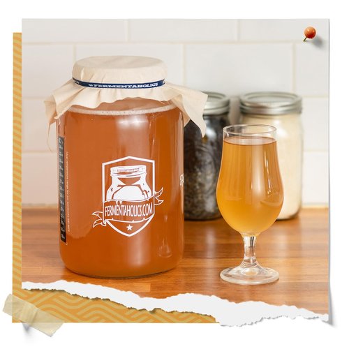 Fermentaholics ORGANIC Kombucha SCOBY With Twelve Ounces of Starter Tea - Live Starter Culture - Makes A One Gallon Batch - 1.5 Cups of Strong Mature Starter Tea - Brew Your Own Kombucha (1 Pack, 1, Count)