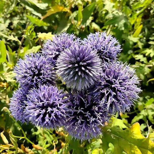 Echinops Ritro Blue Globe Thistle Seeds - 25+ Premium Southern Globethistle Flower Seeds for Garden
