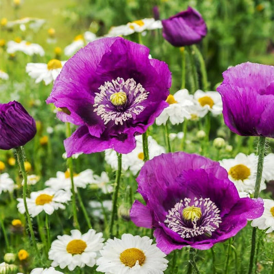 Purple Poppy Flower Seeds - 4200+ Heirloom Non-GMO Seeds for a Colorful Blooming Garden