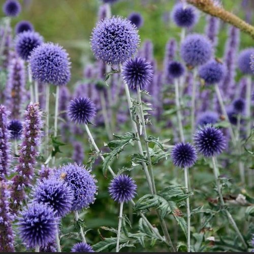 Echinops Ritro Blue Globe Thistle Seeds - 25+ Premium Southern Globethistle Flower Seeds for Garden