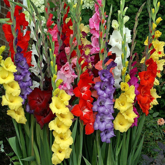 Mixed Gladiolus Flower Bulbs - Jumbo 12/+ cm Size, 50 Assorted Colors for Extended Bloom Time