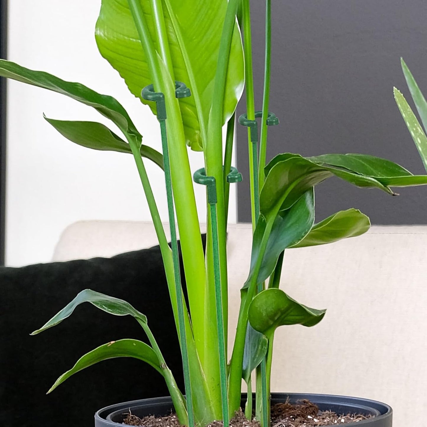 Small Plant Stakes by [Brand Name] - Pack of 30 Indoor Plant Support Stakes | 3 Sizes for Orchids, Roses & Succulents