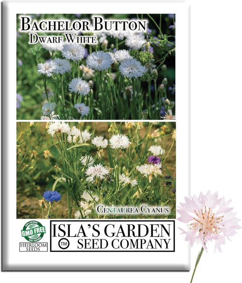 Isla's Garden Seeds Dwarf White Bachelor Button Seeds - 200+ Heirloom Non-GMO Seeds for Easy Cottage Gardens