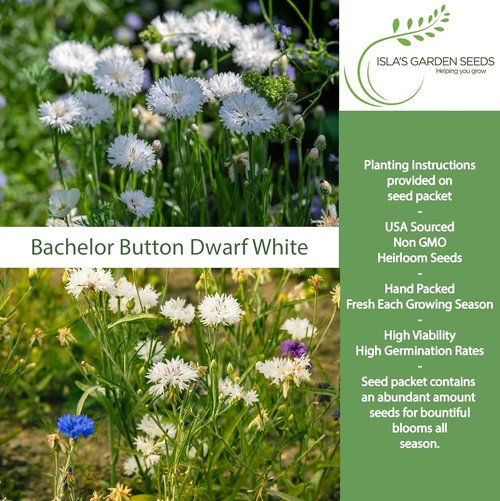 Isla's Garden Seeds Dwarf White Bachelor Button Seeds - 200+ Heirloom Non-GMO Seeds for Easy Cottage Gardens