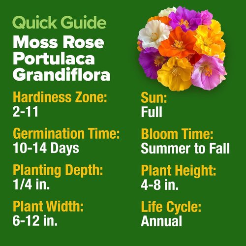 Home Grown Moss Rose Seeds - 23,500+ Heirloom Portulaca Seeds for Low-Maintenance Gardens | Bulk Pack for Ground Cover