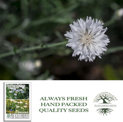 Isla's Garden Seeds Dwarf White Bachelor Button Seeds - 200+ Heirloom Non-GMO Seeds for Easy Cottage Gardens