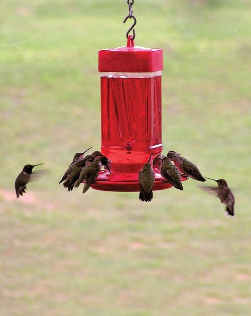 First Nature 3055 Hummingbird Feeder - 32-Ounce Wide-Mouth Reservoir for Easy Filling & Cleaning