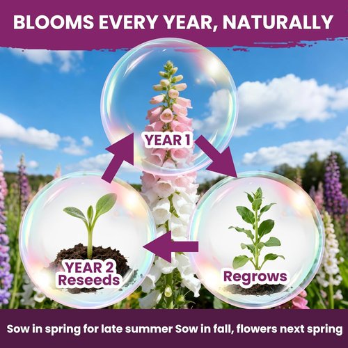 Foxglove Seeds - Perennial Mixed Colors | 200,000+ Seeds Bulk Pack for Easy Home Gardening & Hummingbird Attraction