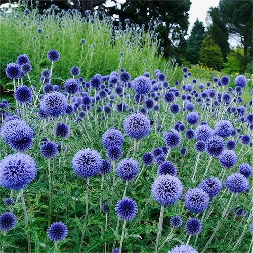 Echinops Ritro Blue Globe Thistle Seeds - 25+ Premium Southern Globethistle Flower Seeds for Garden