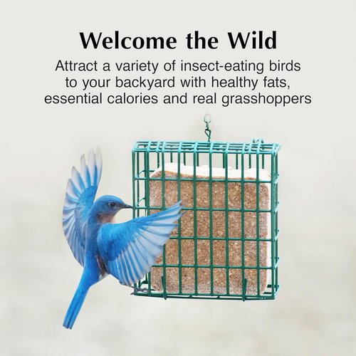 C&S Insect Delight Suet Cakes - No Melt Formula for Wild Birds | 11.75 Ounces, Pack of 8