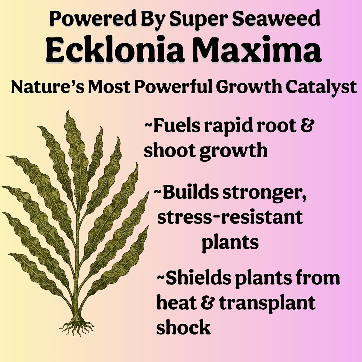 Skiennix Organic Liquid Indoor Plant Food - All-Purpose Fertilizer with Sea Kelp | 12oz Treats 75 Gallons
