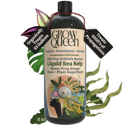 Ecklonia Maxima Organic Liquid Kelp & Seaweed Extract - Root Growth Hormone & Plant Food | 8oz for Hydroponics & Soil