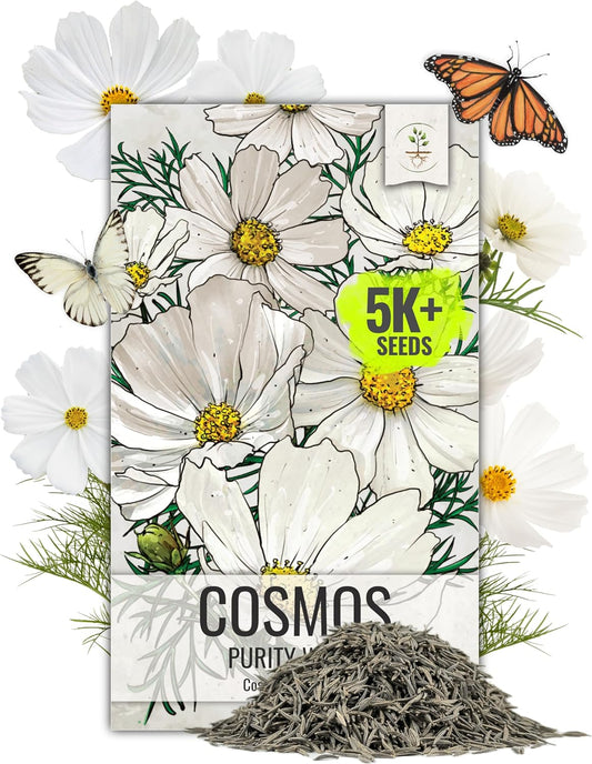 Seed Needs Cosmos Seeds - White Purity Variety Flowering Seeds | 5,000+ Heirloom Cosmo Bipinnatus | Large White Blooms Attract Butterflies & Pollinators