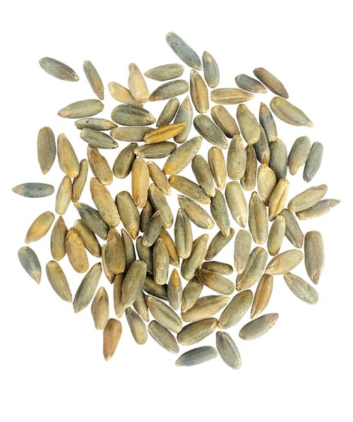 CLEAR CREEK Certified Glyphosate Residue Free Rye Berries | 4 lb | Non-GMO Project Verified | North American Grown