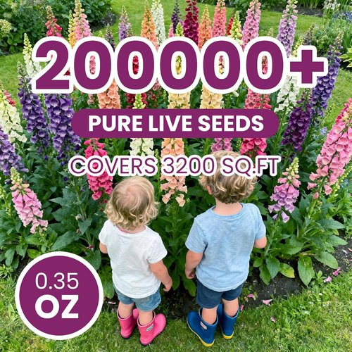 Foxglove Seeds - Perennial Mixed Colors | 200,000+ Seeds Bulk Pack for Easy Home Gardening & Hummingbird Attraction