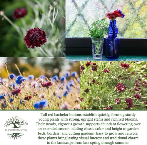 Isla's Garden Seeds Tall Red Bachelor Button Seeds - Non-GMO Heirloom Cornflower for Easy Summer Blooms | Classic Cut Flowers for Beds & Borders