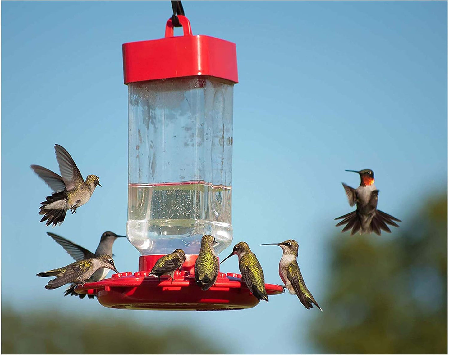 Kaytee Hummingbird ElectroNectar - Ready-to-Use Wild Bird Food, 64 Ounces of Nectar