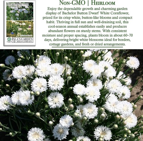 Isla's Garden Seeds Dwarf White Bachelor Button Seeds - 200+ Heirloom Non-GMO Seeds for Easy Cottage Gardens
