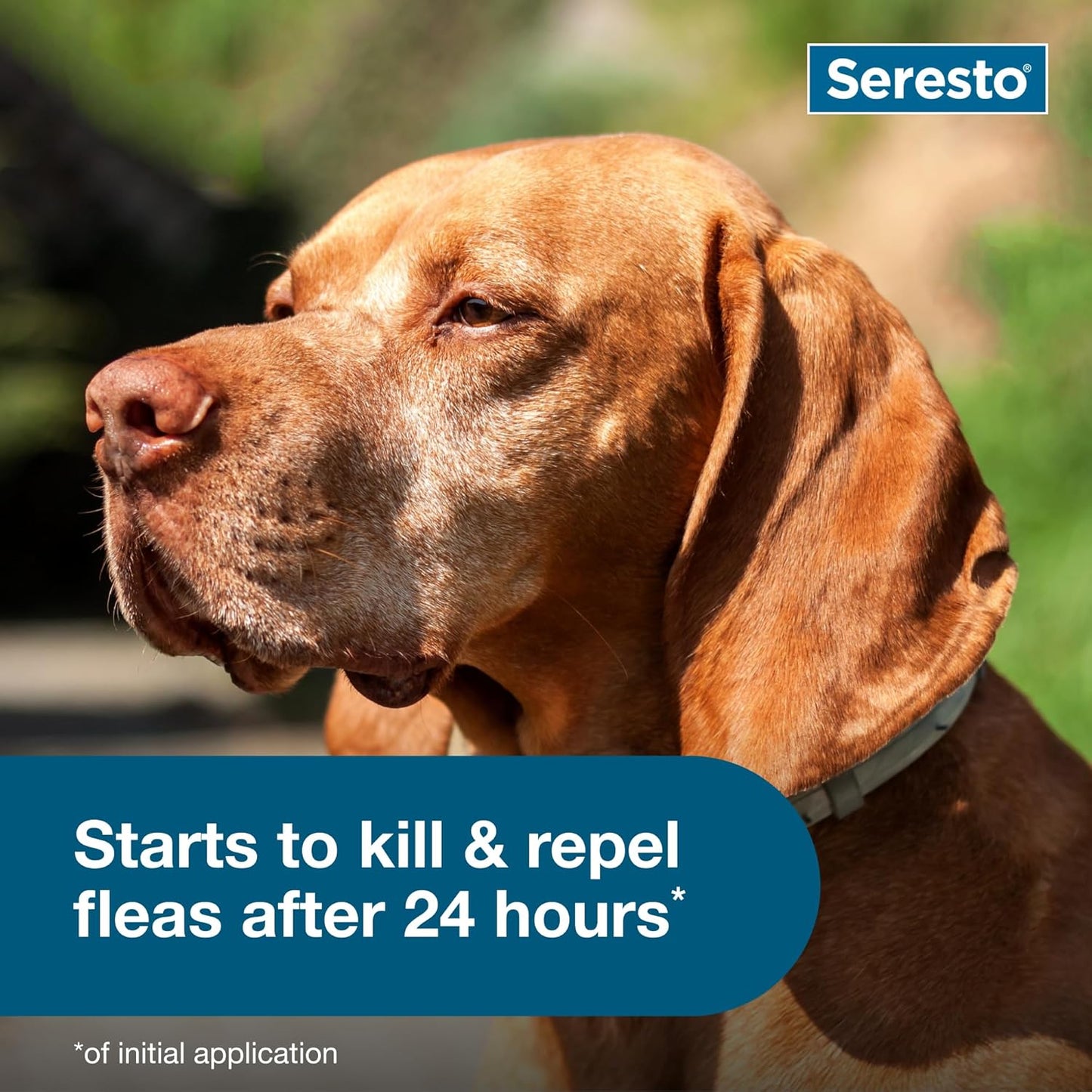 Seresto Large Dog Flea & Tick Prevention Collar - Vet-Recommended for Dogs Over 18 lbs | 2-Pack