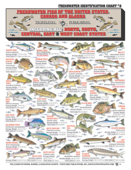 Freshwater Fish Identification Chart #8 (US, Canada, and Alaska) - Waterproof Quick Reference Guide | Portable & Built to Last | Double-Sided & Easy to Read | Includes Size and Food Quality