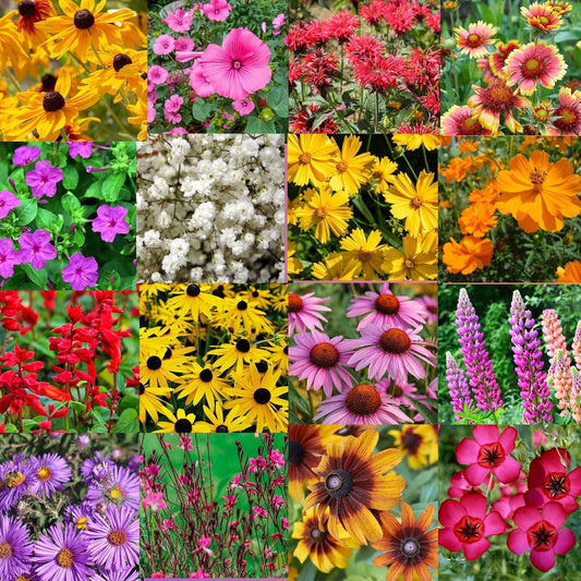Southeastern US Wildflower Seed Mix - Attract Pollinators with Multi-Color Blooms | Covers 2,000 Sq Ft (1 lb)