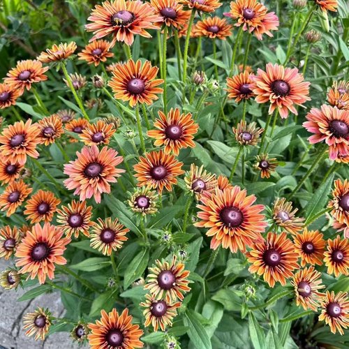 Black Eyed Susan Seeds - Heirloom Rudbeckia for Vibrant Autumn Gardens | 500 Non-GMO Seeds